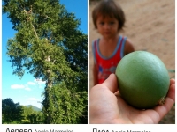 дерево баиль Aegle Marmelos