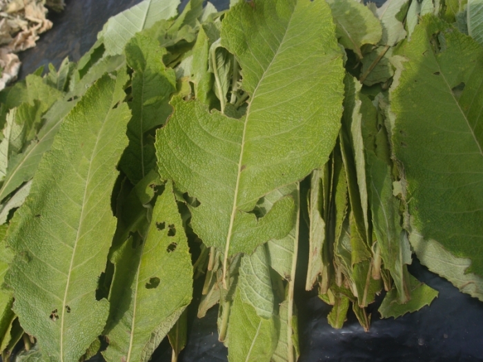 БЛЮМЕЯ КАМФОРНАЯ  | Blumea balsamifera  | ต้นหนาด