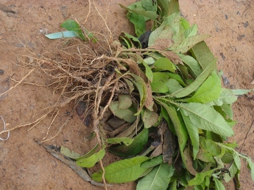 БЛЮМЕЯ КАМФОРНАЯ  | Blumea balsamifera  | ต้นหนาด