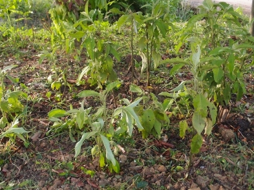 БЛЮМЕЯ КАМФОРНАЯ  | Blumea balsamifera  | ต้นหนาด