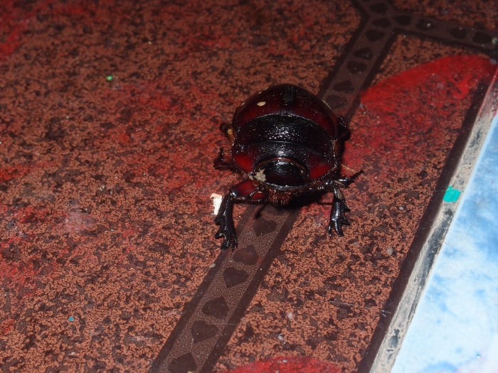 Жук скарабей / scarab