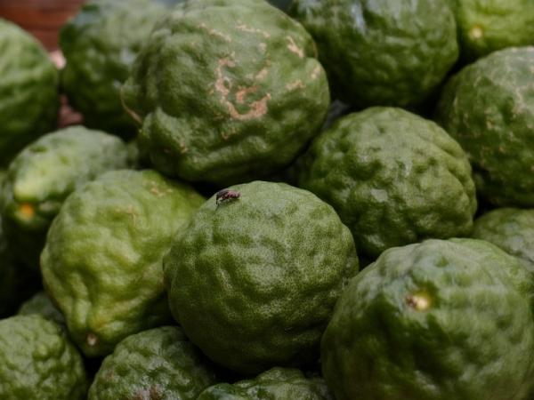 Каффир-лайм / лаймкват | Kaffir Lime Bai Makrut |ใบมะกรูด