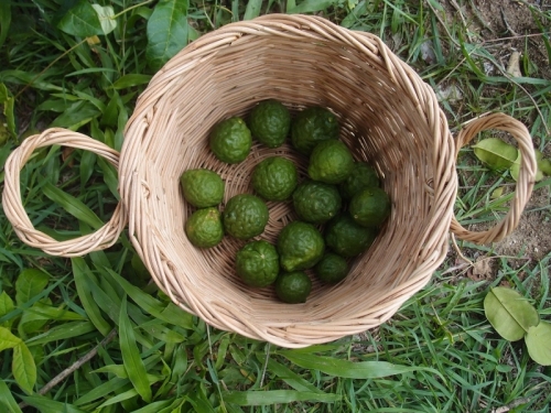 Каффир-лайм / лаймкват | Kaffir Lime Bai Makrut |ใบมะกรูด
