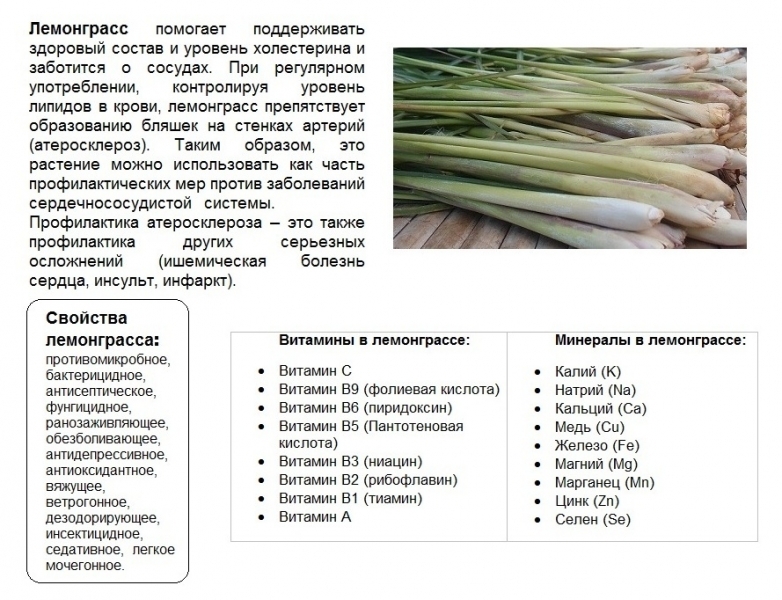 лемонграсс, лимонное сорго - основные свойства и питательные вещества lemongrass properties and nutrients