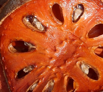 Баиль Aegle marmelos