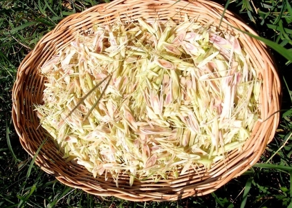 Свойства трав мята, имбирь, лемонграсс, пандан | Natural Organic Herbal Tea properties - mint, ginger, lemongrass, pandan