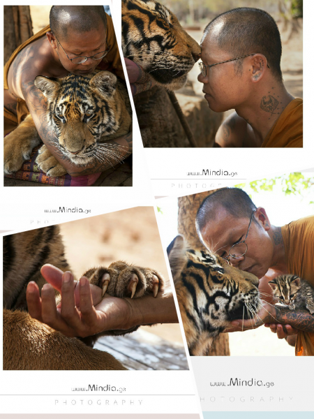 Храм Tiger Temple Teep