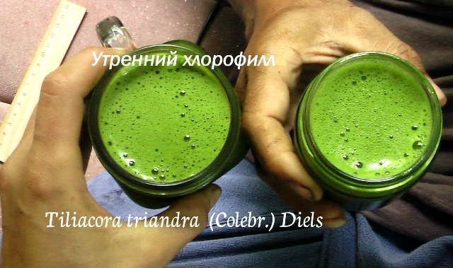 tiliacora  -  утренний хлорофилл зеленый смути Тилиакора трёхтычинковая противораковое, противовоспалительное растение