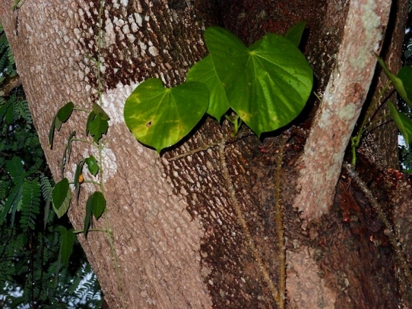 тиноспора или борапет | Thai medicinal herb Tinospora crispa vine