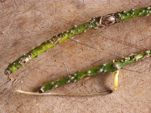 тиноспора или борапет | Thai medicinal herb Tinospora crispa vine