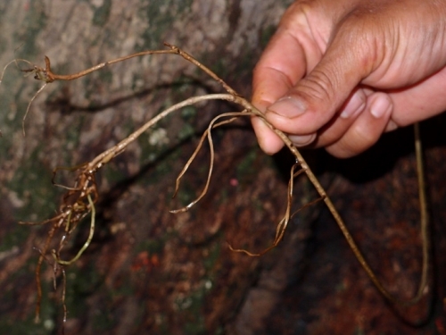 тиноспора или борапет |Tinospora crispa aerial roots
