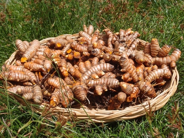 лечение куркумой, лечение ожога свежим соком из корня куркумы | Natural analgetic remedy to cure external wounds, treatment of burn with turmeric root fresh juice