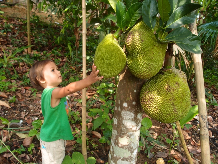 как растет  Джекфрут | Jackfruit tree