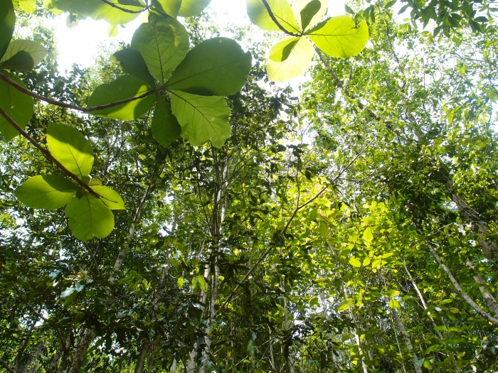 Лесной буддийский монастырь на севере Таиланда Ват Удом | Wat Udom, Forest Monastery in North Thailand